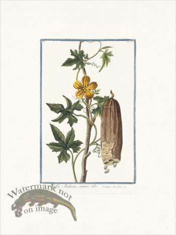 Bonelli 062 Sponge gourd